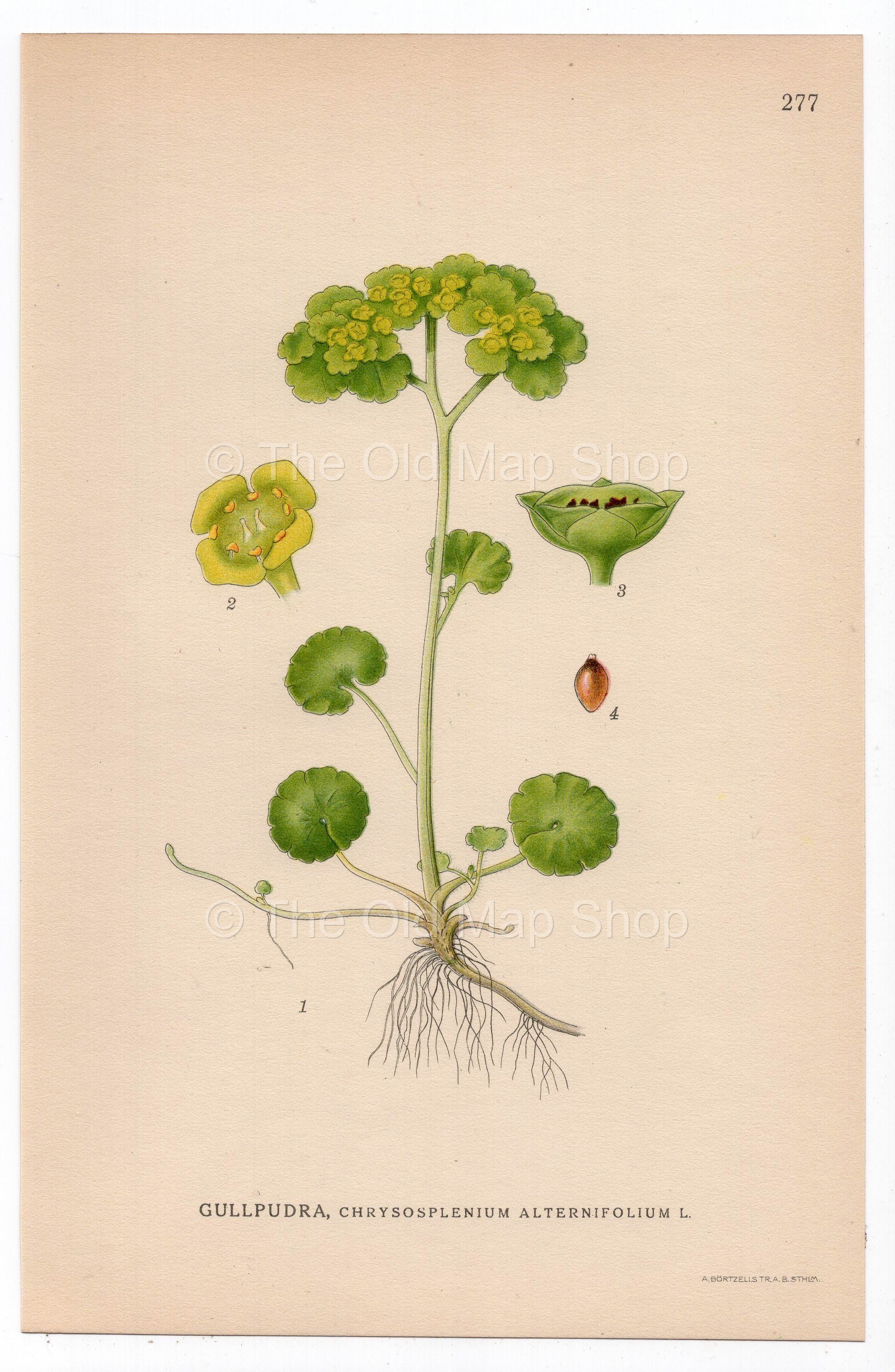 1926 Saxifrage (Chrysosplenium alternifolium) botanical print by C. A. M. Lindman, Plate 277