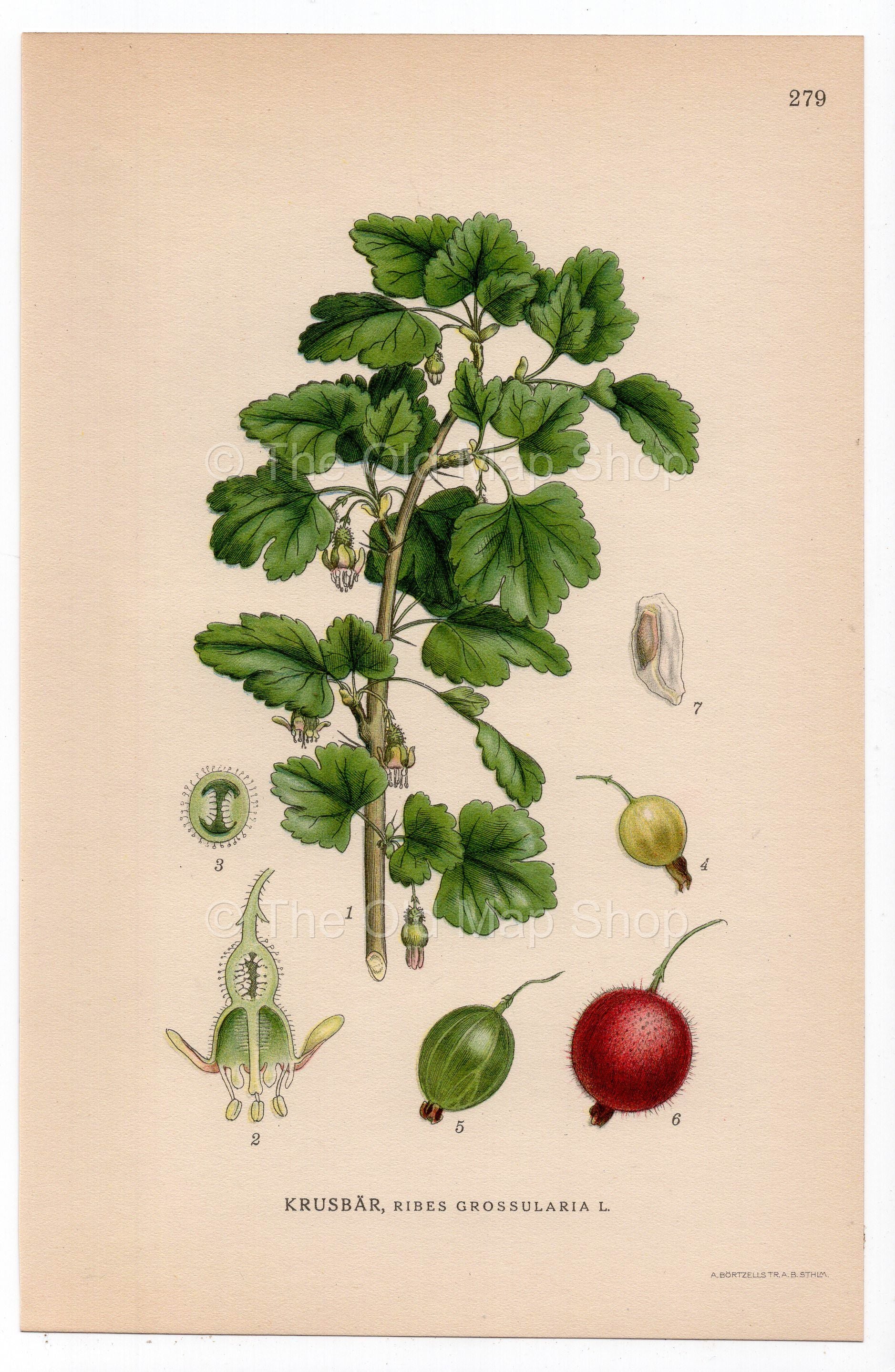 1926 Gooseberry (Ribes grossularia) botanical print by C. A. M. Lindman, Plate 279