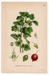 1926 Gooseberry (Ribes grossularia) botanical print by C. A. M. Lindman, Plate 279