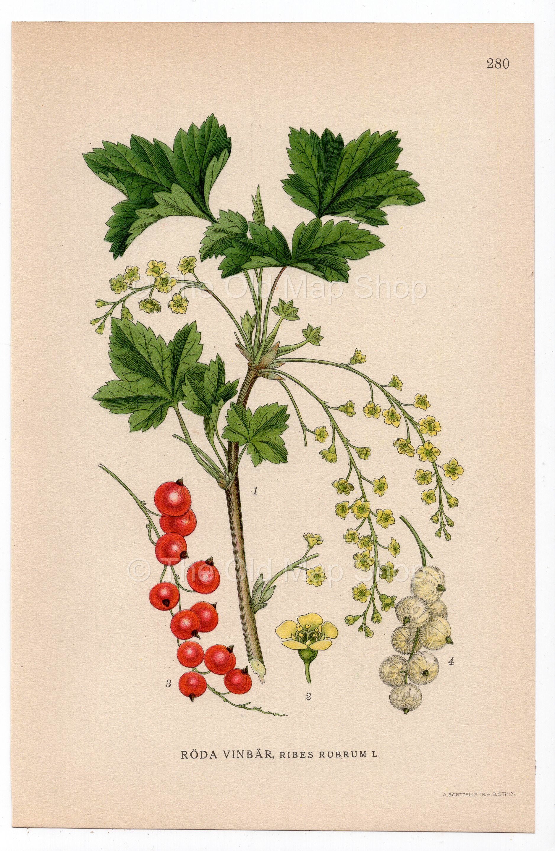1926 Redcurrant, Red Currant (Ribes rubrum) botanical print by C. A. M. Lindman, Plate 280