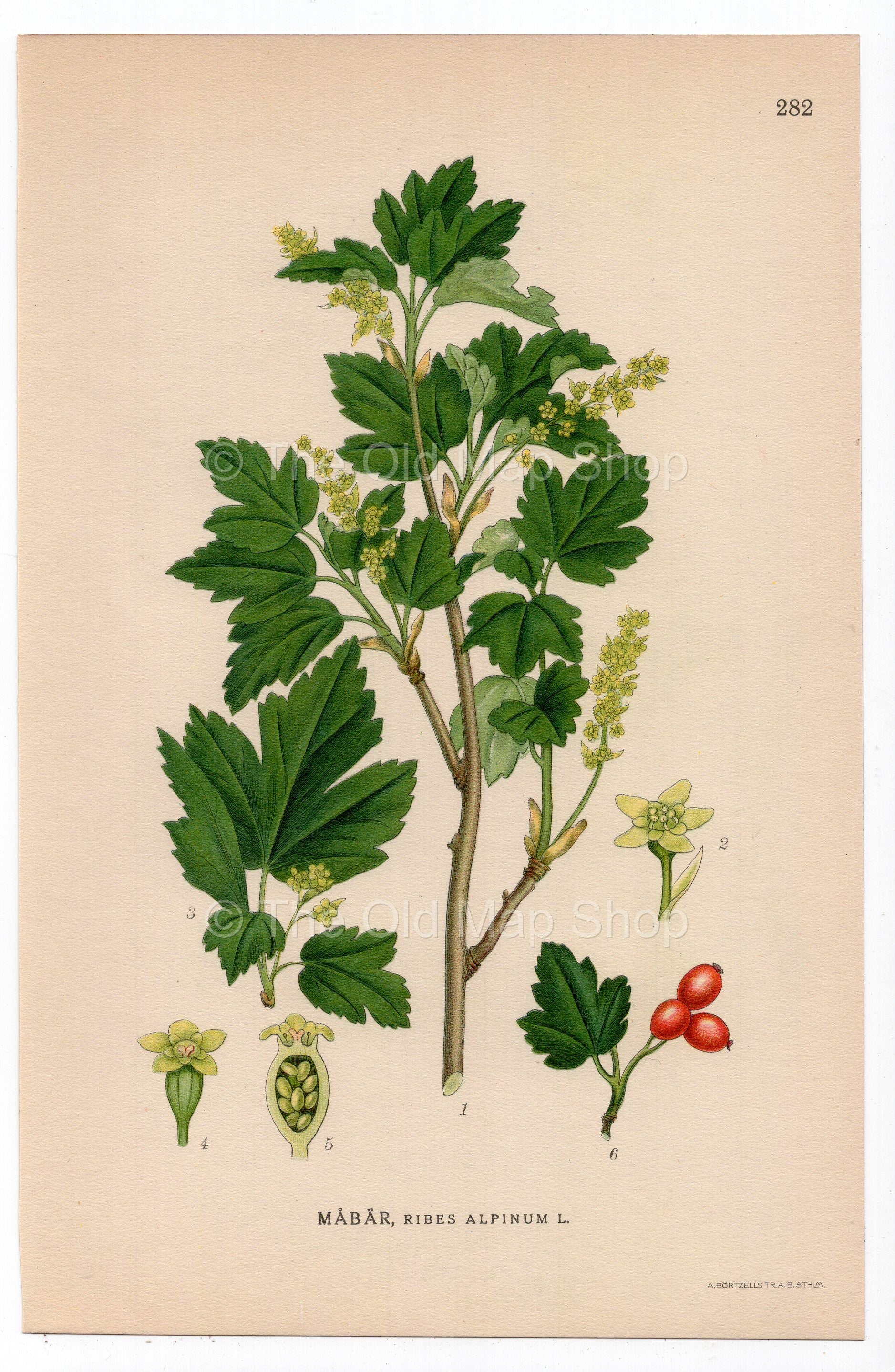 1926 Mountain Currant, Alpine Currant (Ribes alpinum) botanical print by C. A. M. Lindman, Plate 282
