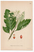 1926 Swedish whitebeam (Sorbus suecica) botanical print by C. A. M. Lindman, Plate 285