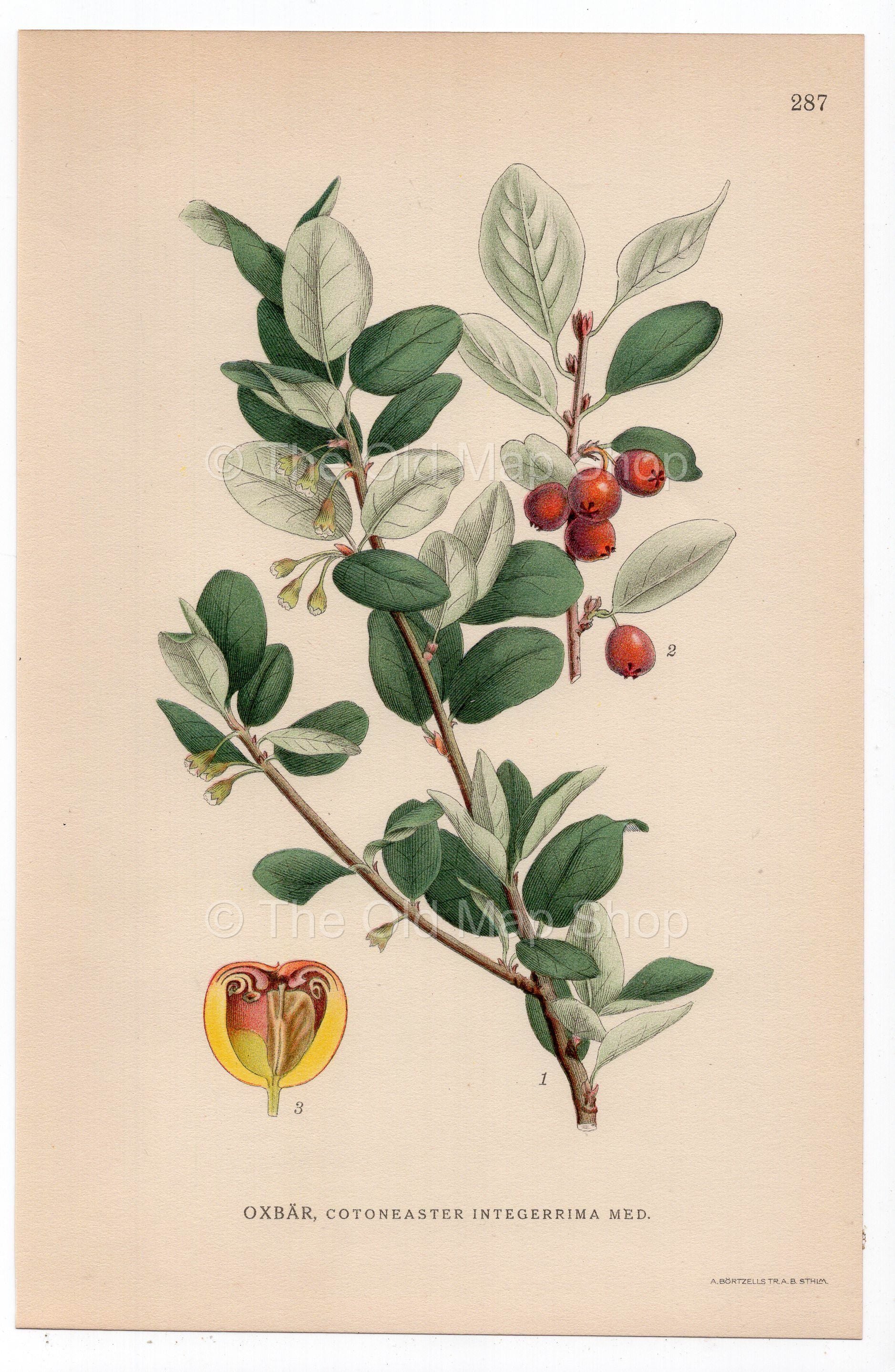 1926 Common Cotoneaster (Cotoneaster integerrimus) botanical print by C. A. M. Lindman, Plate 287