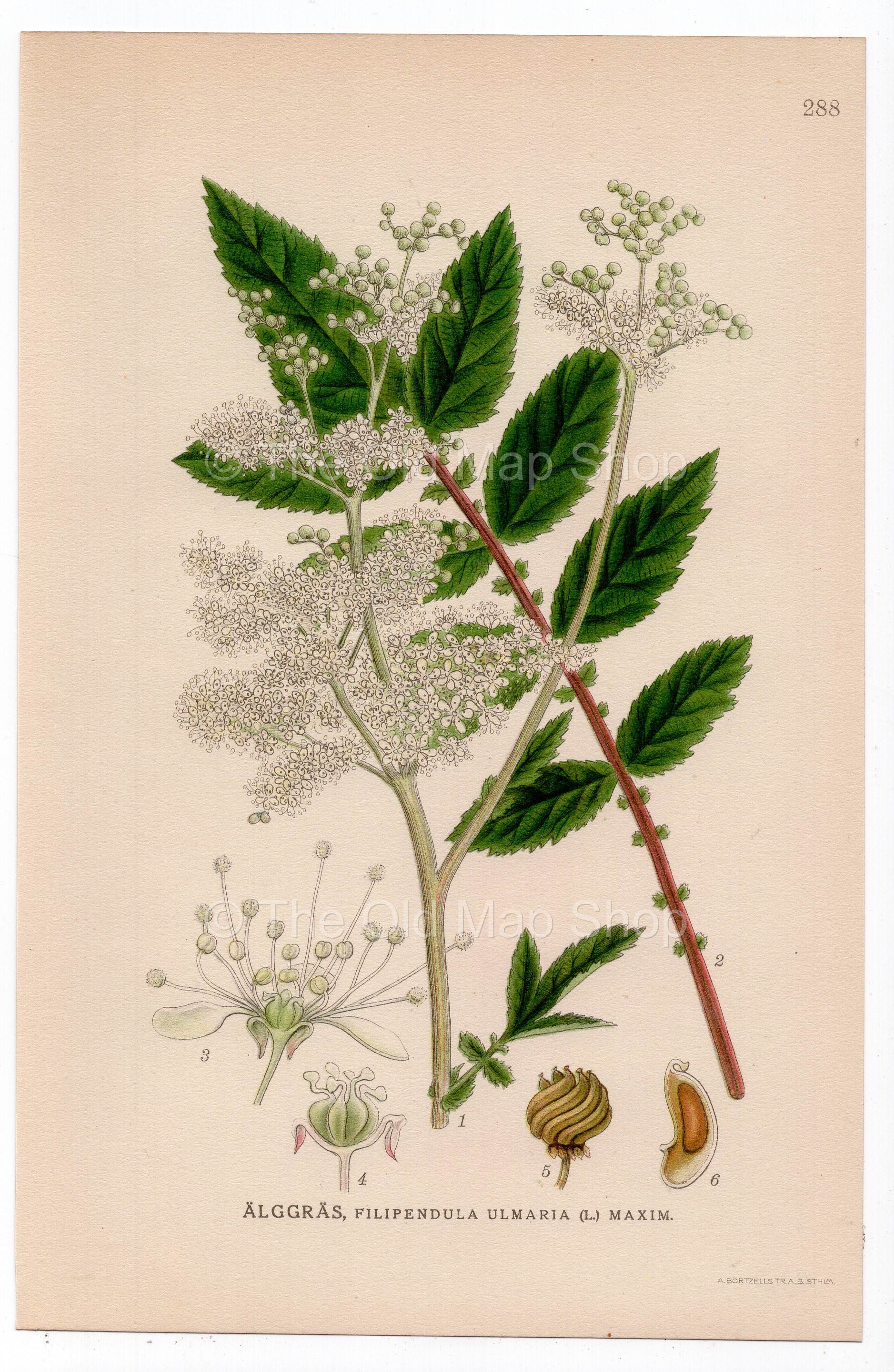 1926 Meadowsweet, Mead Wort (Filipendula ulmaria) botanical print by C. A. M. Lindman, Plate 288