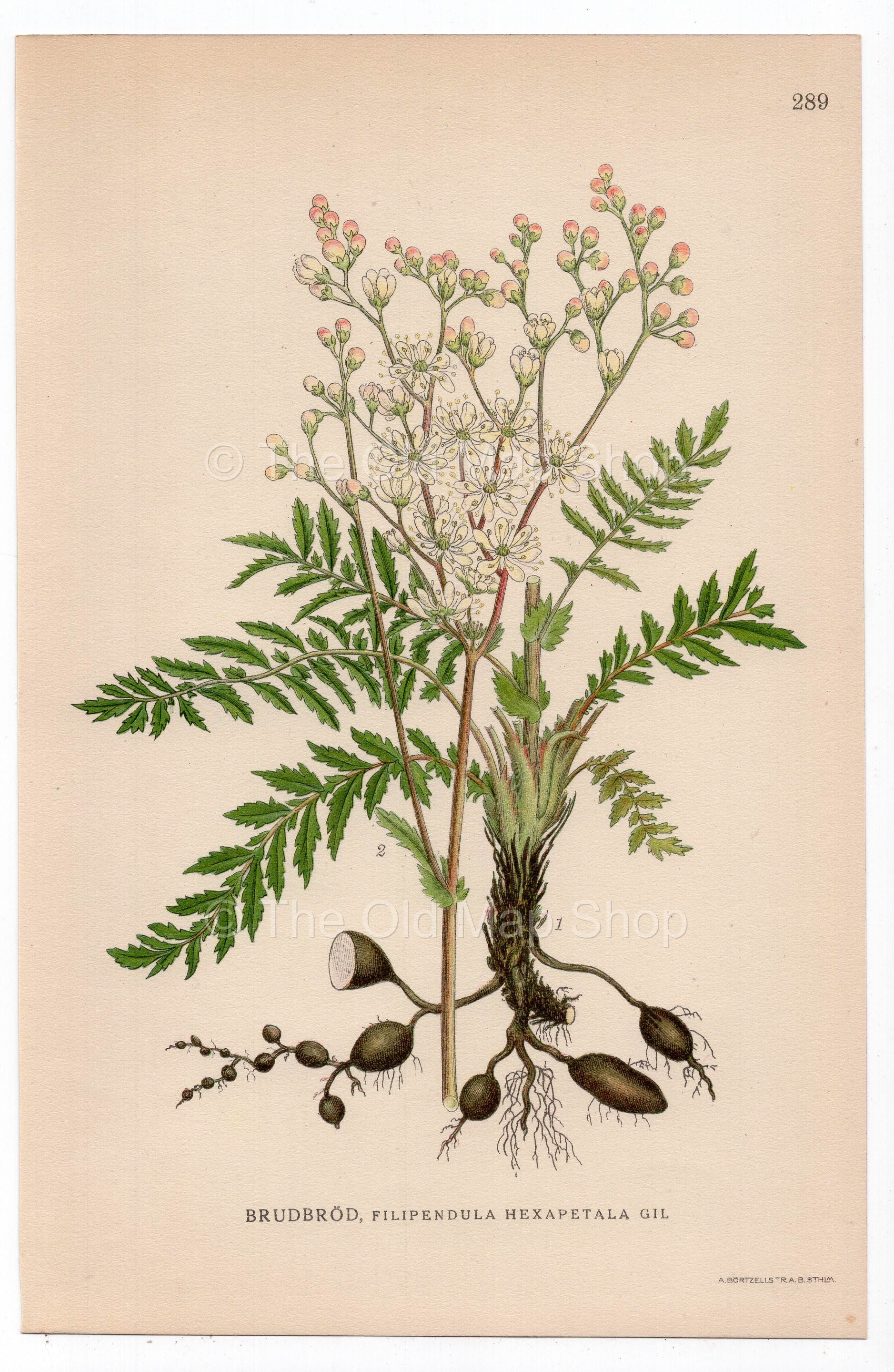 1926 Fern-leaf Dropwort, Garden Spirea (Filipendula vulgaris) botanical print by C. A. M. Lindman, Plate 289