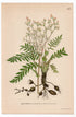 1926 Fern-leaf Dropwort, Garden Spirea (Filipendula vulgaris) botanical print by C. A. M. Lindman, Plate 289