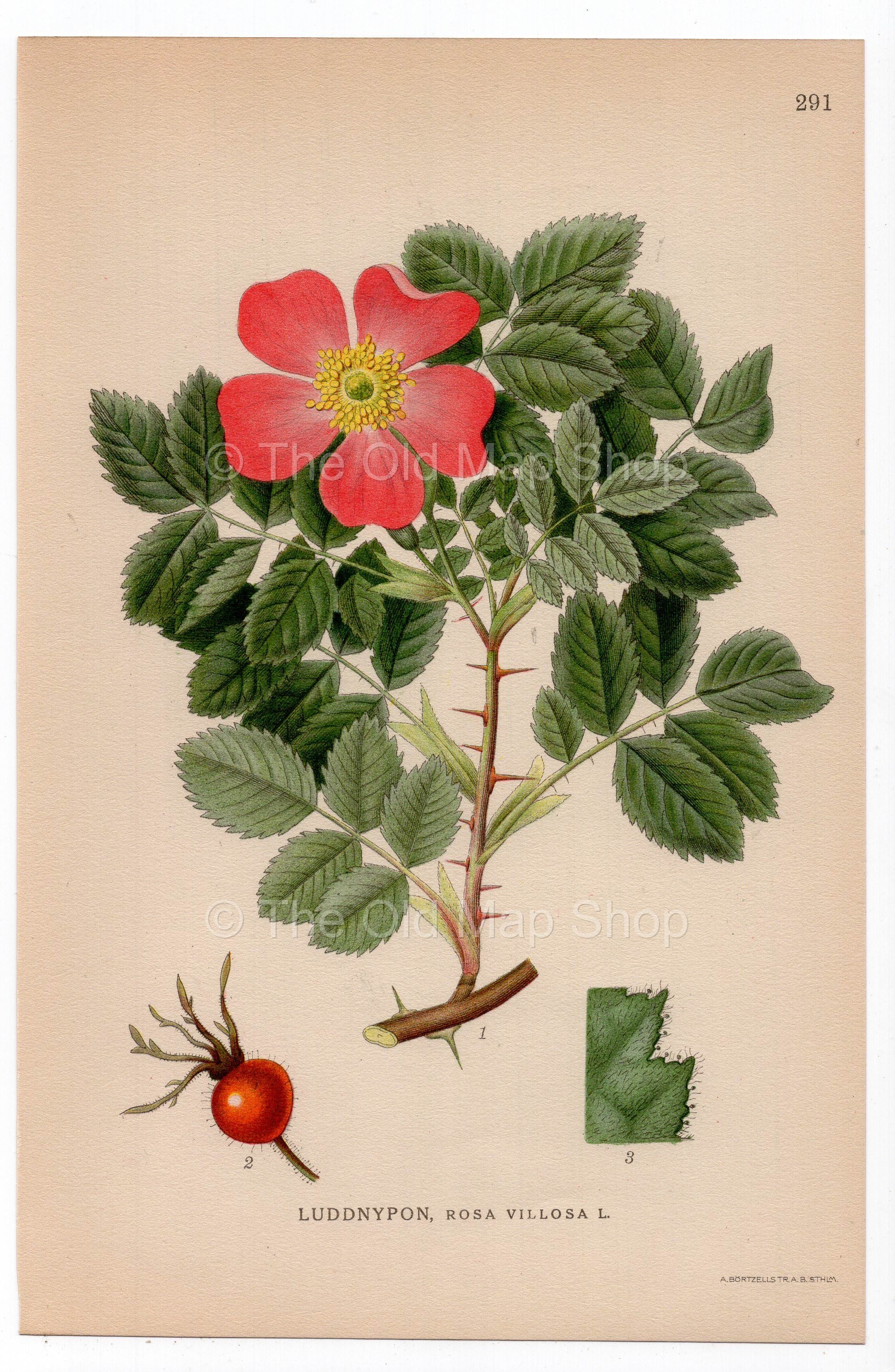 1926 Apple Rose (Rosa villosa) botanical print by C. A. M. Lindman, Plate 291
