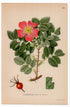 1926 Apple Rose (Rosa villosa) botanical print by C. A. M. Lindman, Plate 291