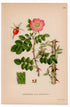 1926 Sweet Briar, Brier Rose (Rosa rubiginosa) botanical print by C. A. M. Lindman, Plate 292