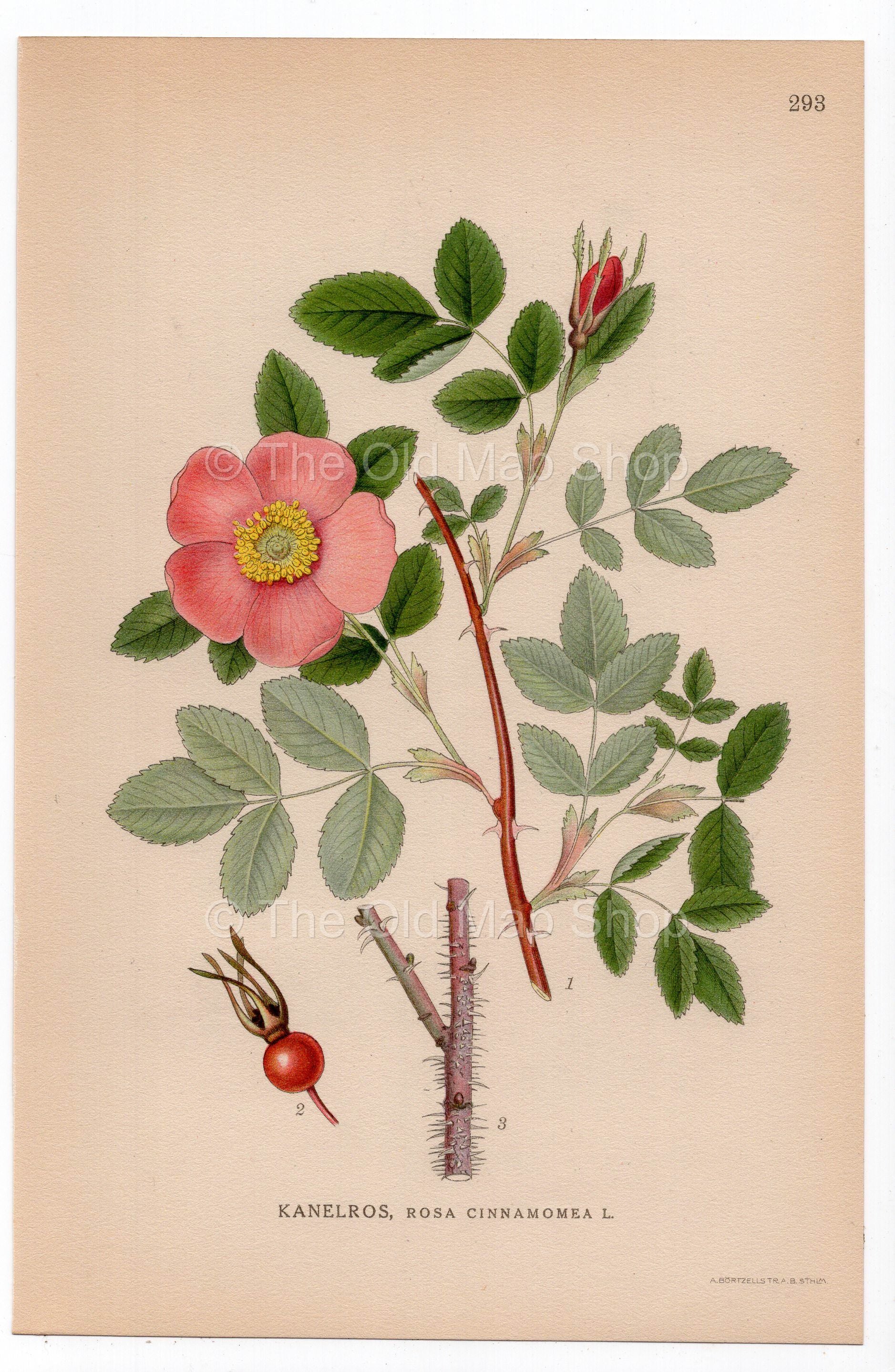 1926 Cinnamon Rose (Rosa cinnamomea) botanical print by C. A. M. Lindman, Plate 293