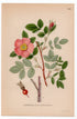 1926 Cinnamon Rose (Rosa cinnamomea) botanical print by C. A. M. Lindman, Plate 293