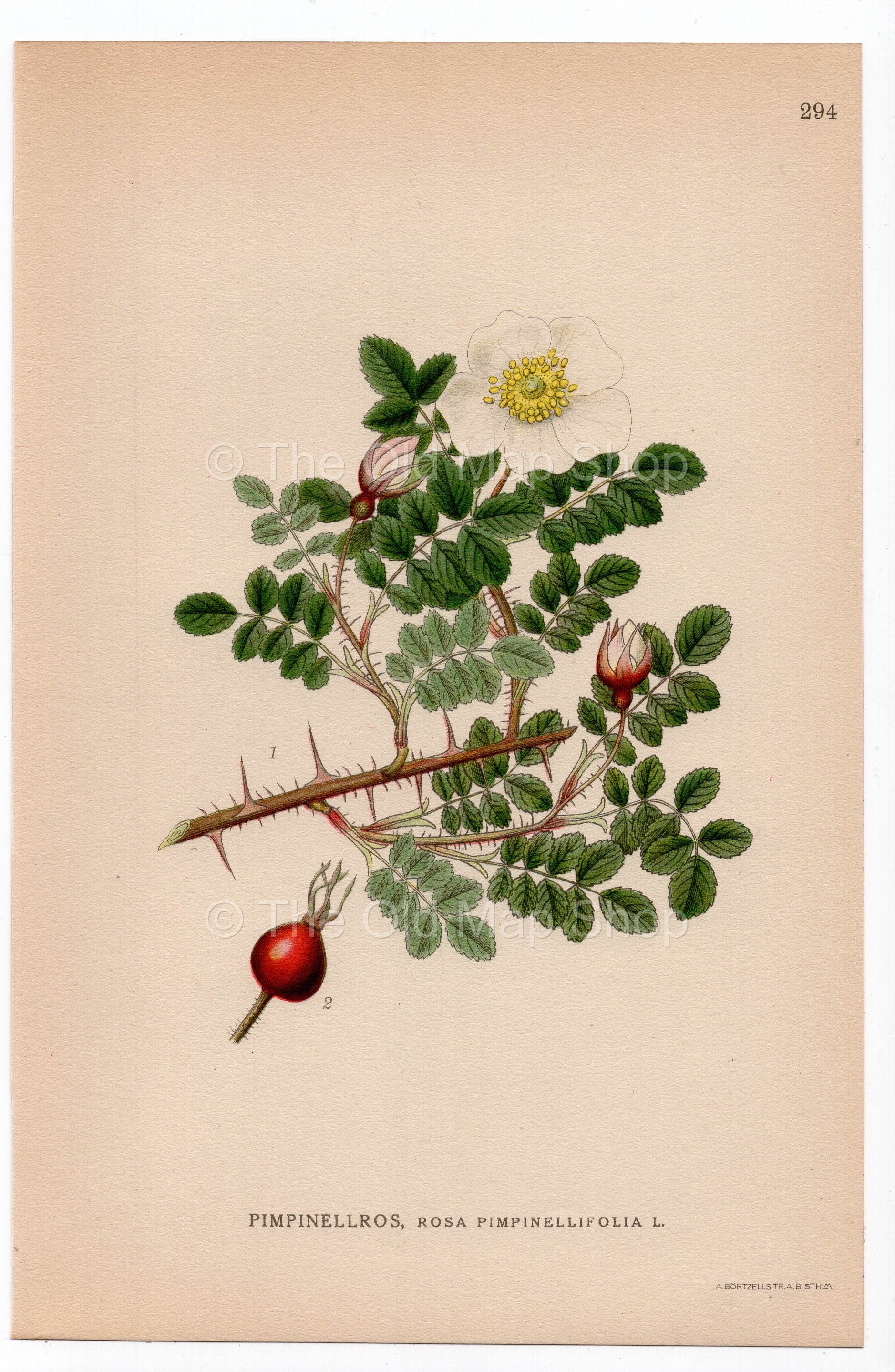 1926 Burnet Rose (Rosa pimpinellifolia) botanical print by C. A. M. Lindman, Plate 294