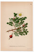 1926 Burnet Rose (Rosa pimpinellifolia) botanical print by C. A. M. Lindman, Plate 294