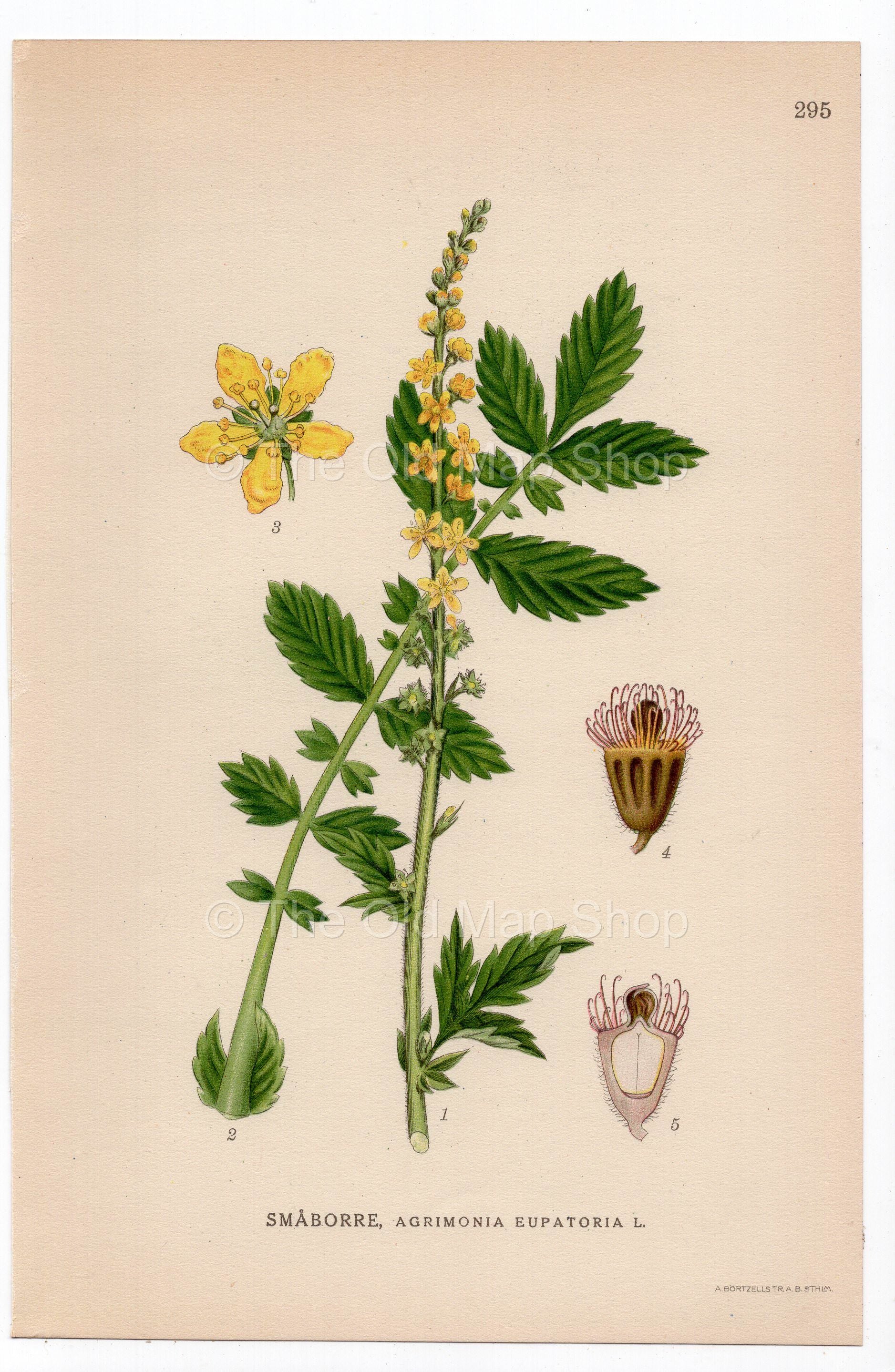 1926 Agrimony, Church Steeples (Agrimonia eupatoria) botanical print by C. A. M. Lindman, Plate 295