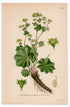 1926 Lady's Mantle (Alchemilla vulgaris) botanical print by C. A. M. Lindman, Plate 297