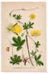 1926 Creeping Cinquefoil (Potentilla reptans) botanical print by C. A. M. Lindman, Plate 298