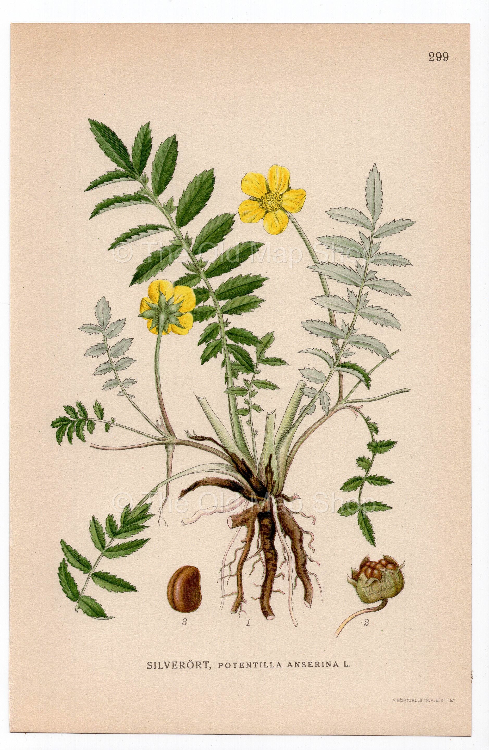 1926 Silverweed, Argentina anserina (Potentilla anserina) botanical print by C. A. M. Lindman, Plate 299