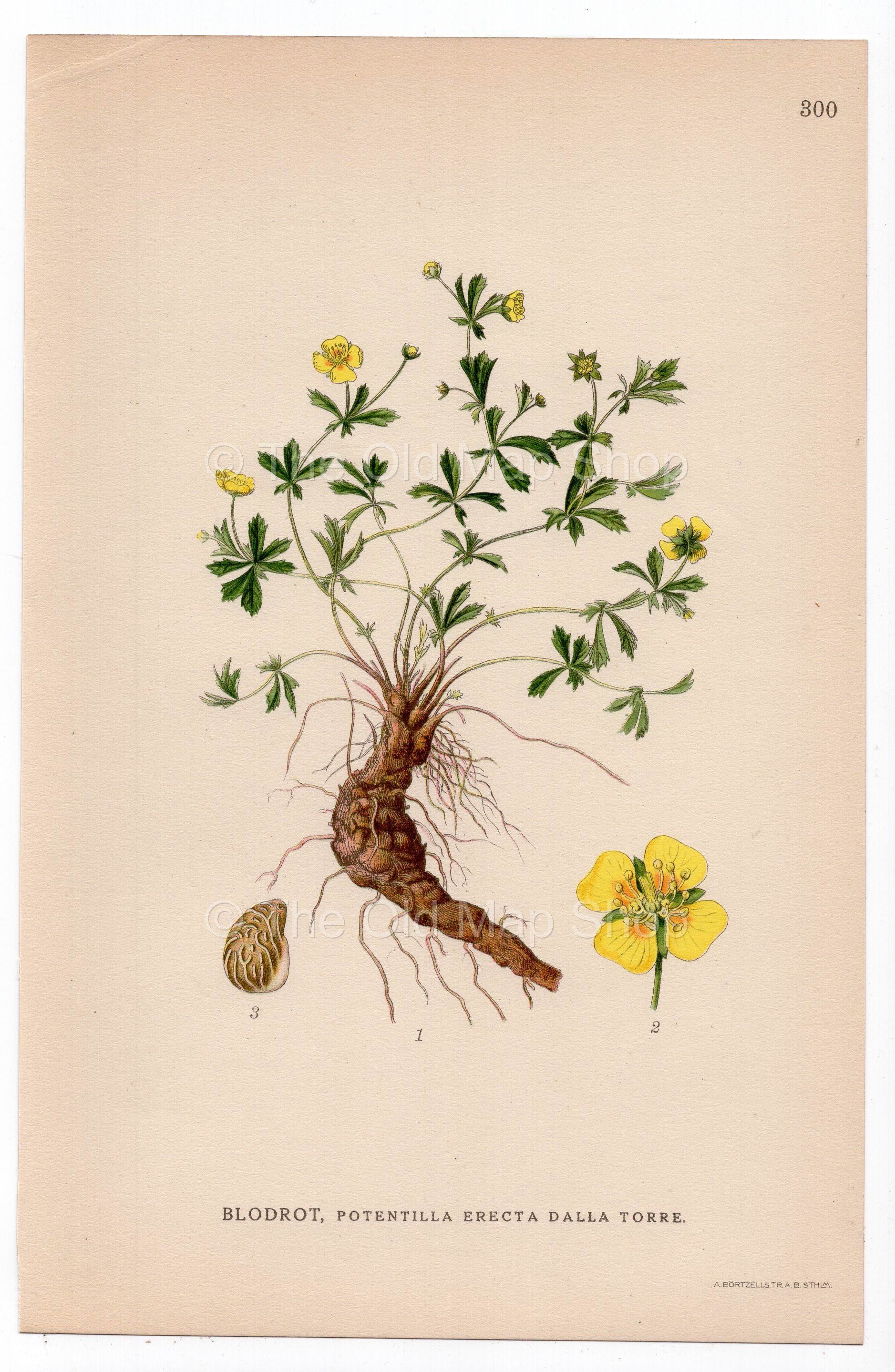 1926 Common Tormentil (Potentilla erecta dalla torre) botanical print by C. A. M. Lindman, Plate 300