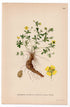 1926 Common Tormentil (Potentilla erecta dalla torre) botanical print by C. A. M. Lindman, Plate 300