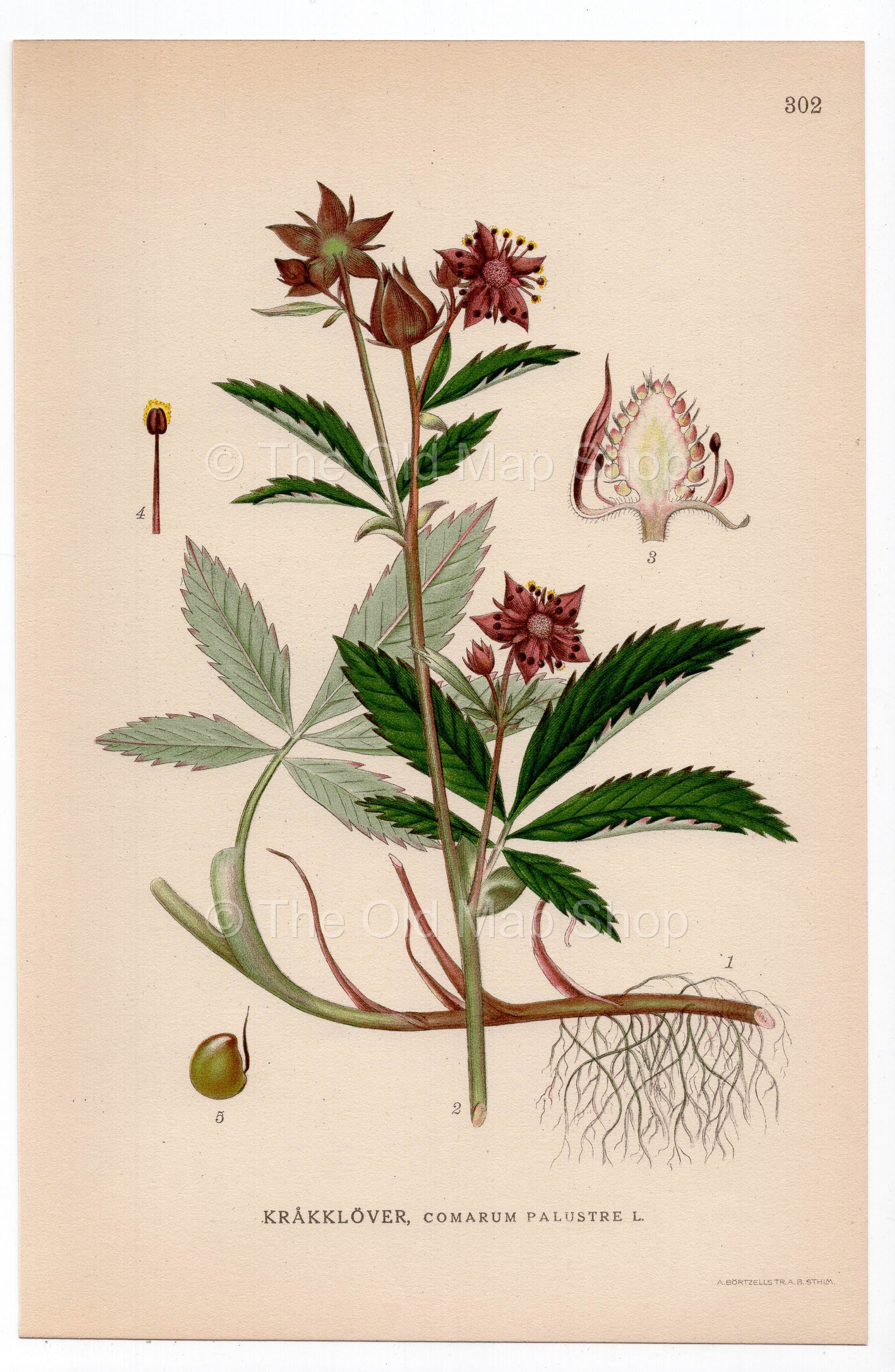 1926 Purple Marshlocks, Swamp Cinquefoil (Comarum palustre) botanical print by C. A. M. Lindman, Plate 302