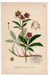 1926 Purple Marshlocks, Swamp Cinquefoil (Comarum palustre) botanical print by C. A. M. Lindman, Plate 302