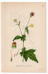 1926 Wood Avens, Herb Bennet, Colewort (Geum urbanum) botanical print by C. A. M. Lindman, Plate 303
