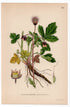 1926 Water Avens (Geum rivale) botanical print by C. A. M. Lindman, Plate 304