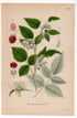 1926 Raspberry (Rubus idaeus) botanical print by C. A. M. Lindman, Plate 306