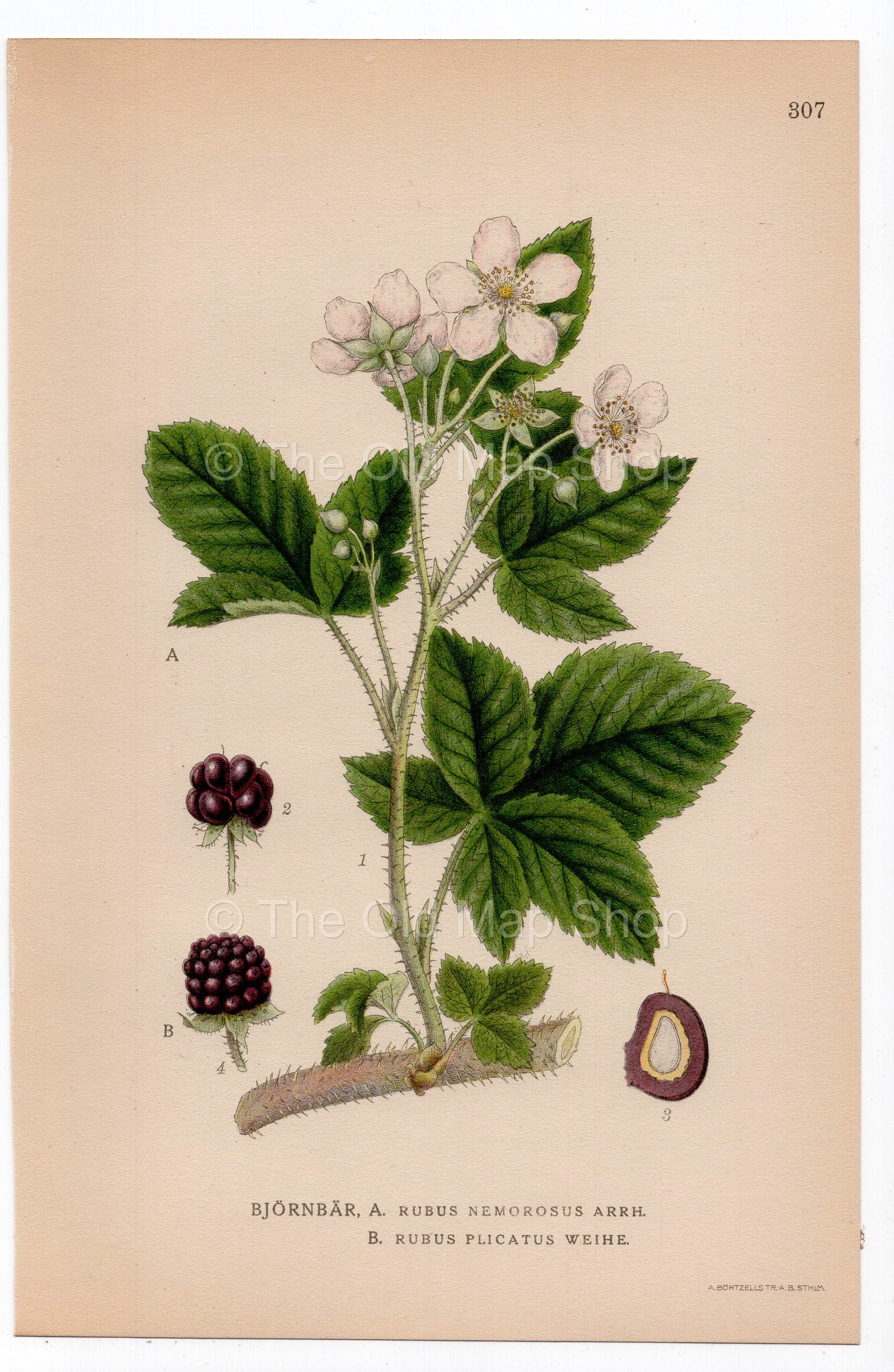 1926 Blackberry (Rubus plicatus, Rubus nemorosus) botanical print by C. A. M. Lindman, Plate 307