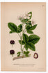 1926 Blackberry (Rubus plicatus, Rubus nemorosus) botanical print by C. A. M. Lindman, Plate 307