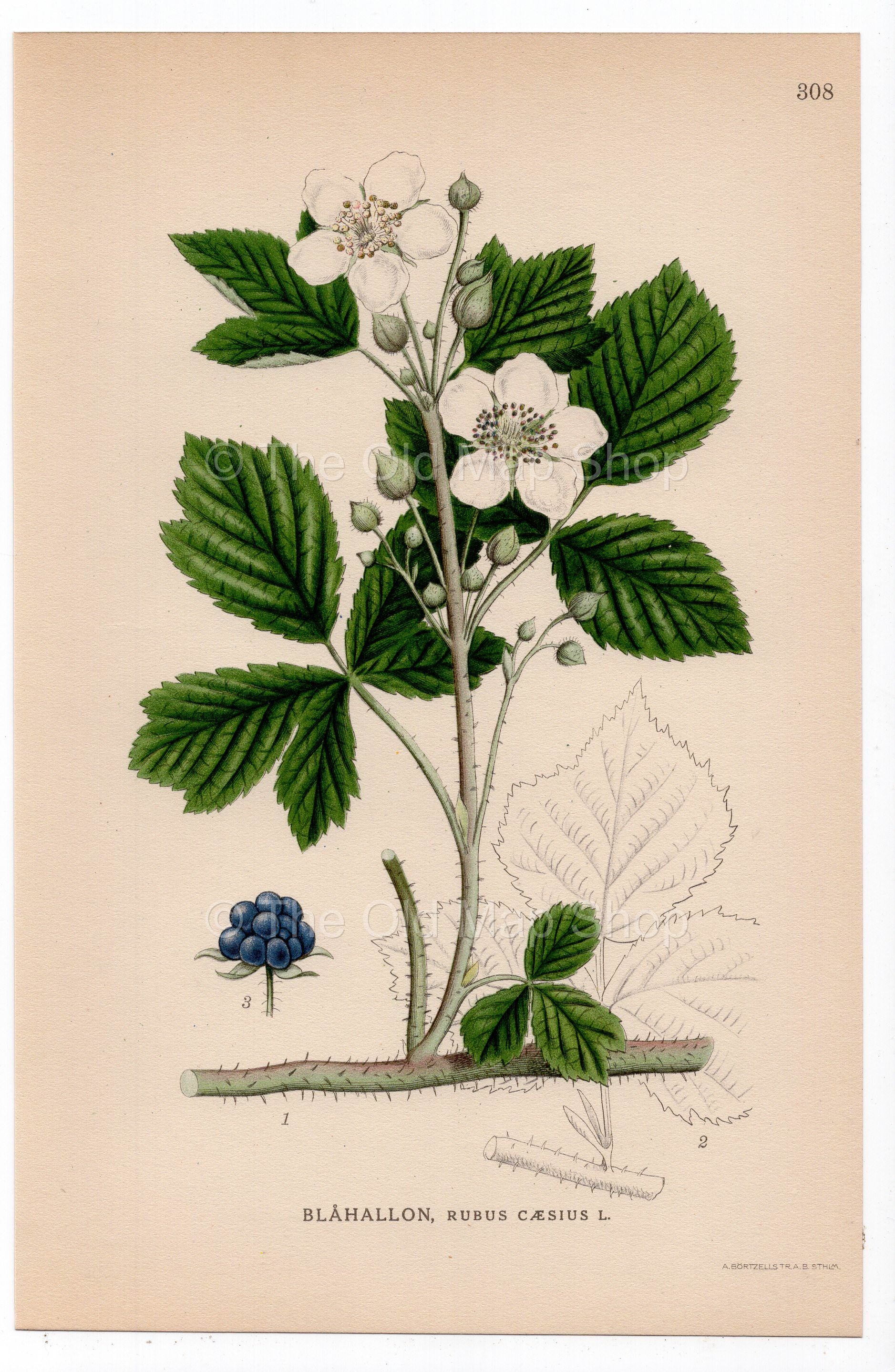 1926 Dewberry (Rubus caesius) botanical print by C. A. M. Lindman, Plate 308