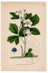 1926 Dewberry (Rubus caesius) botanical print by C. A. M. Lindman, Plate 308
