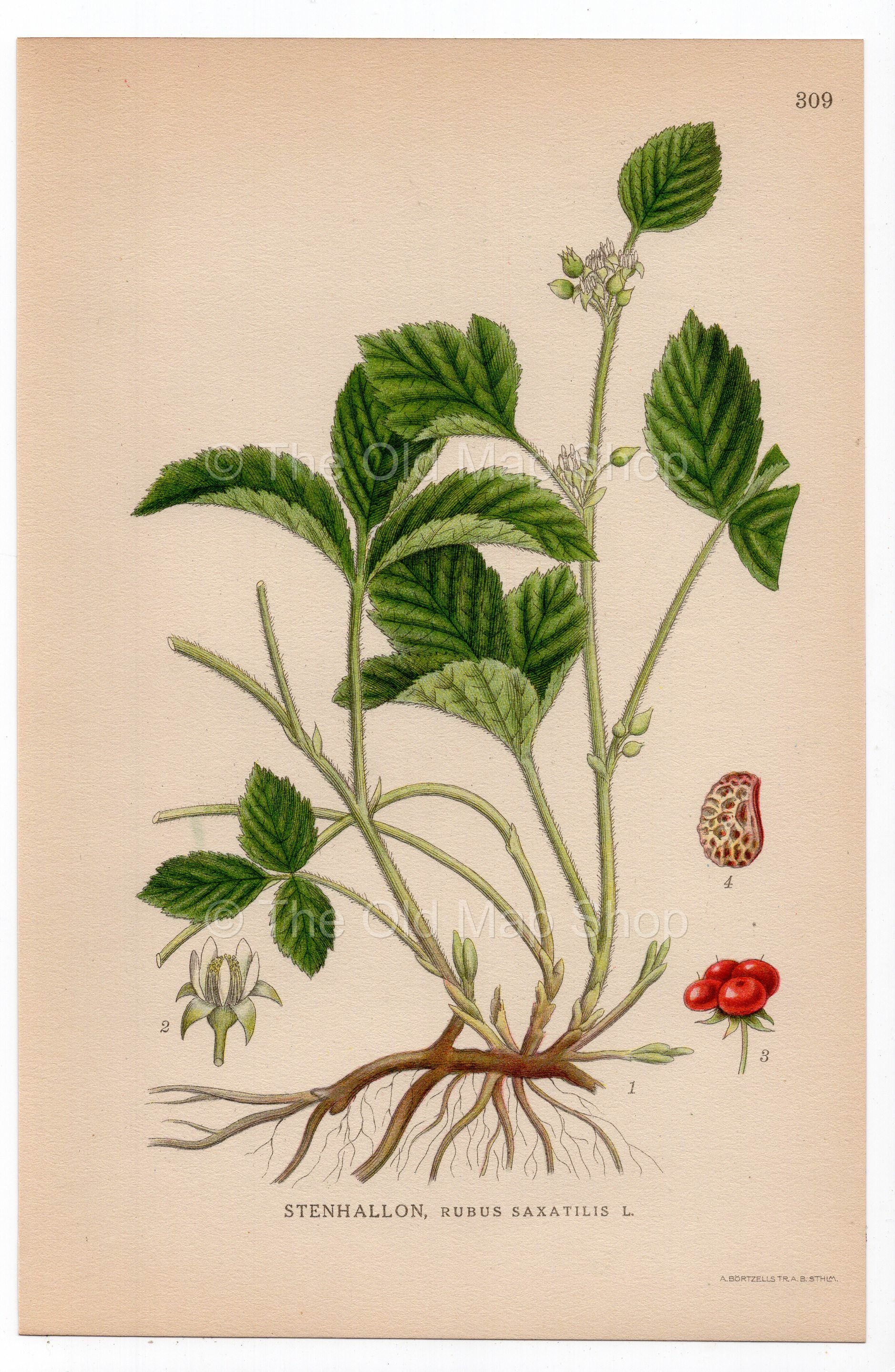 1926 Stone Bramble (Rubus saxatilis) botanical print by C. A. M. Lindman, Plate 309