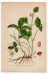 1926 Stone Bramble (Rubus saxatilis) botanical print by C. A. M. Lindman, Plate 309