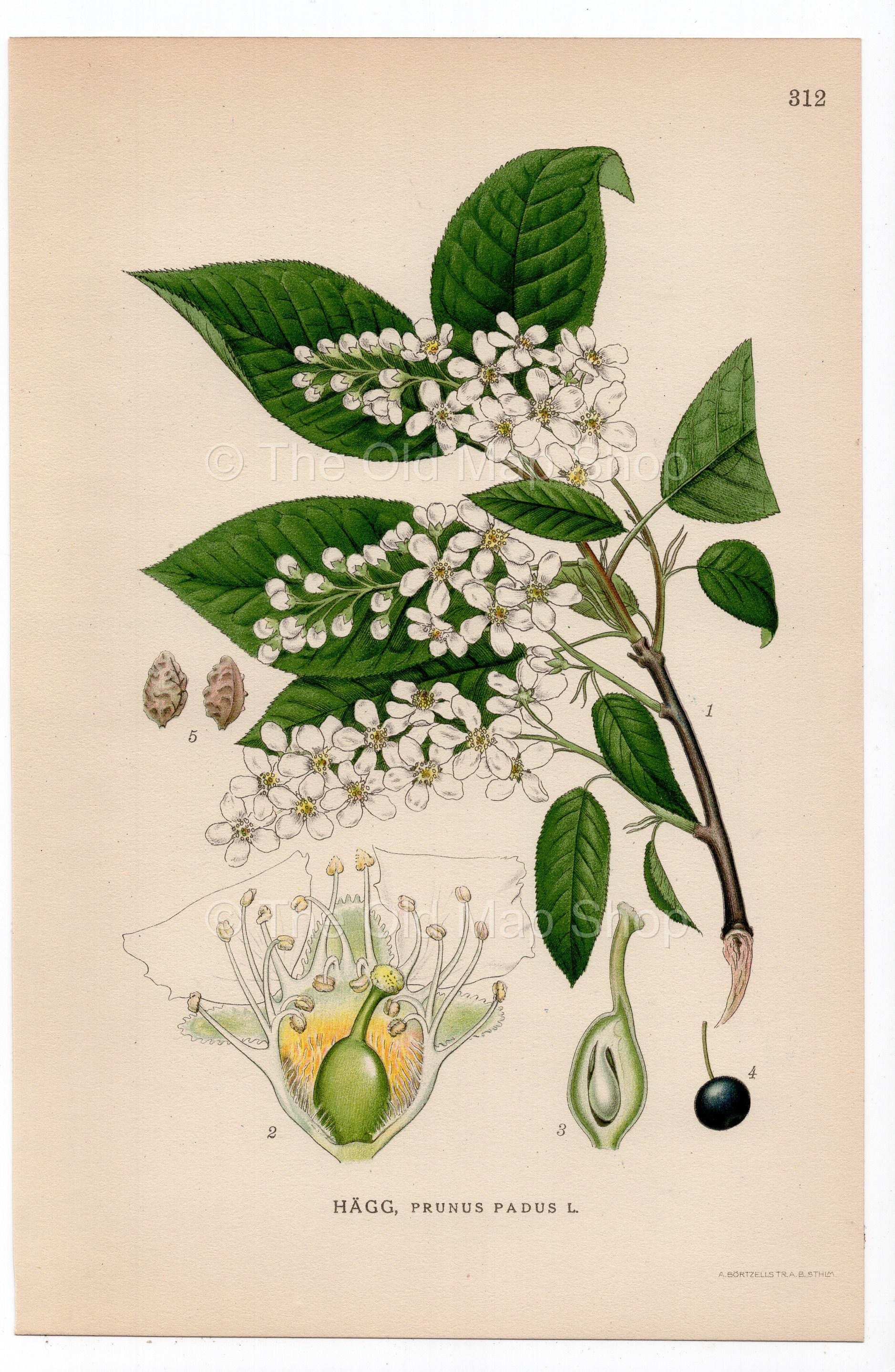 1926 Bird Cherry, Hackberry, Hagberry (Prunus padus) botanical print by C. A. M. Lindman, Plate 312