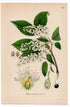 1926 Bird Cherry, Hackberry, Hagberry (Prunus padus) botanical print by C. A. M. Lindman, Plate 312
