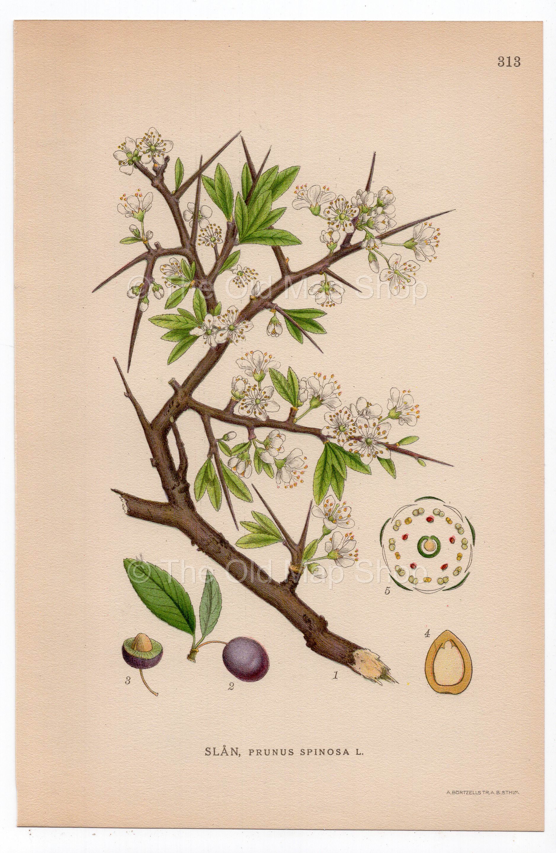 1926 Blackthorn, Sloe (Prunus spinosa) botanical print by C. A. M. Lindman, Plate 313