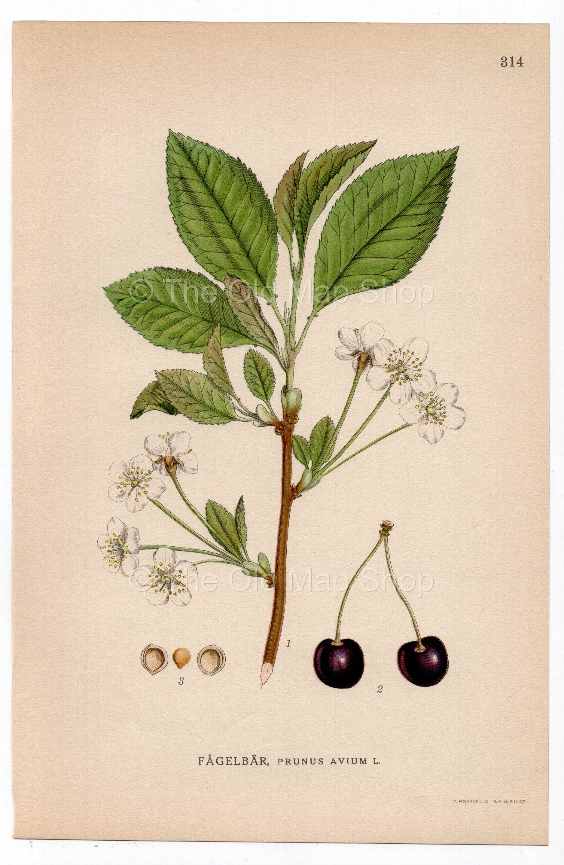 1926 Wild Cherry, Sweet Cherry (Prunus avium) botanical print by C. A. M. Lindman, Plate 314