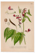 1926 Spring Vetchling, Spring Pea (Lathyrus vernus) botanical print by C. A. M. Lindman, Plate 315