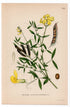 1926 Meadow Vetchling, Meadow Pea (Lathyrus pratensis) botanical print by C. A. M. Lindman, Plate 316
