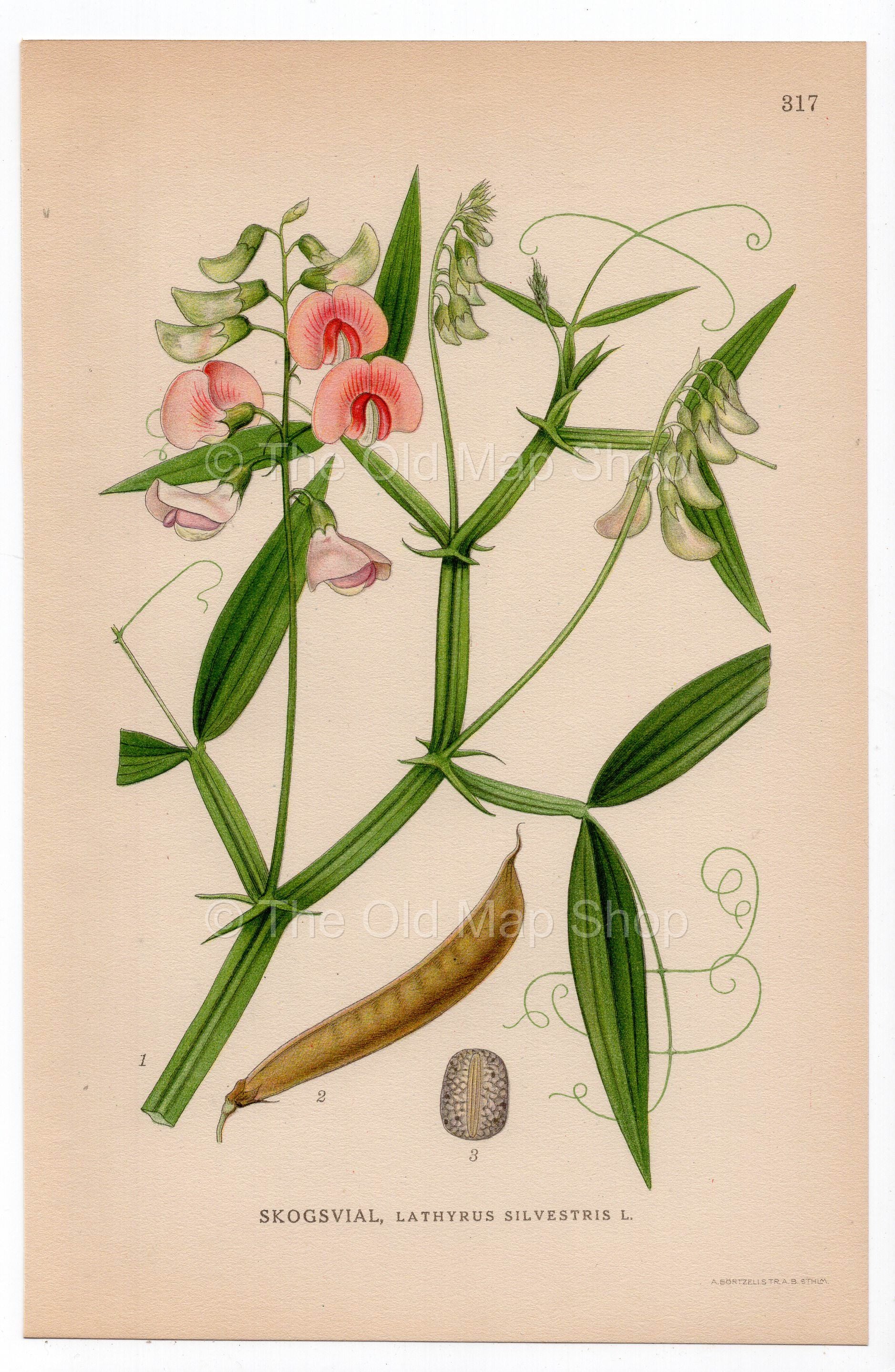 1926 Flat Pea, Narrow-leaved Everlasting-pea (Lathyrus sylvestris) botanical print by C. A. M. Lindman, Plate 317
