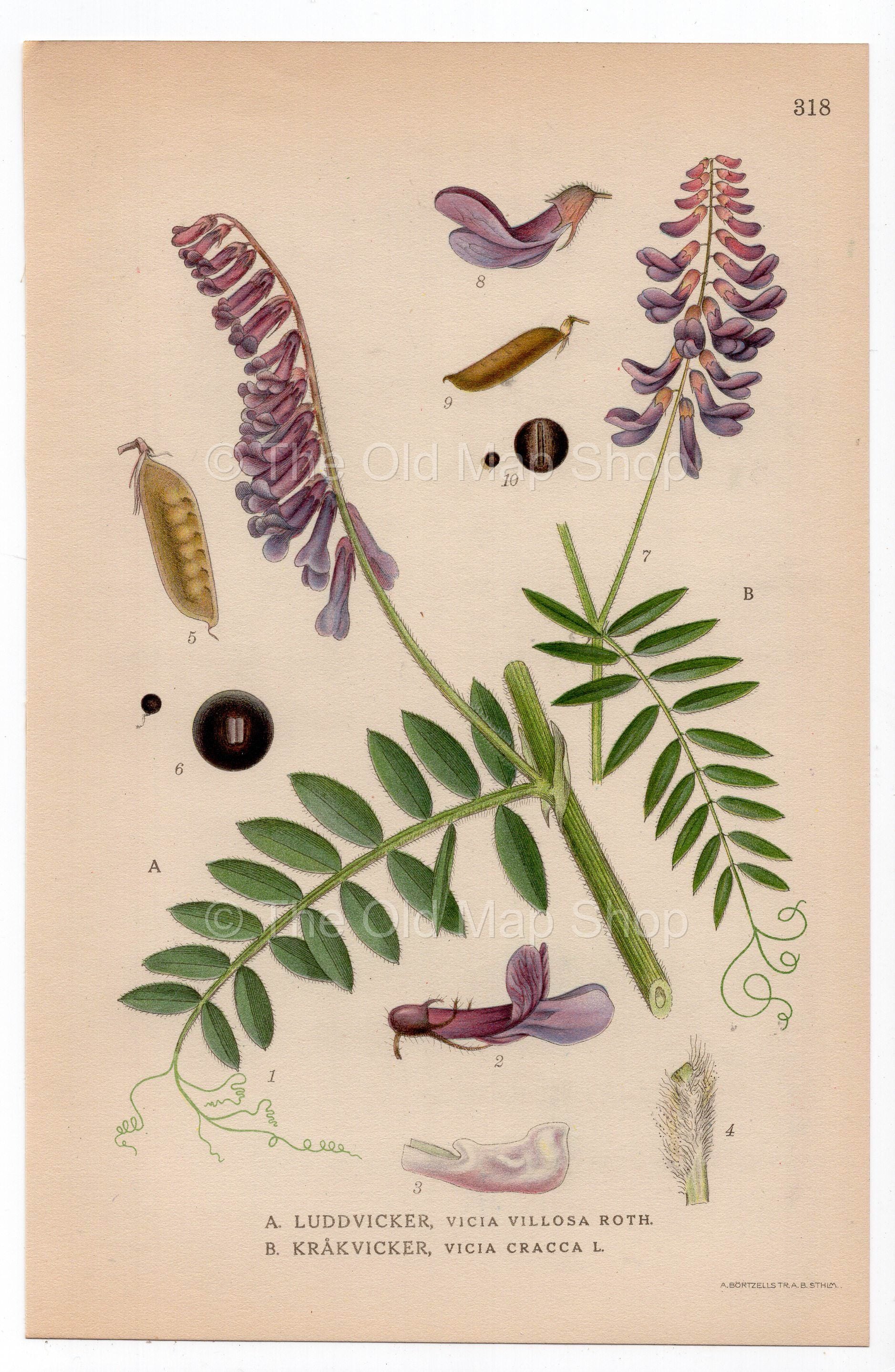 1926 Hairy Vetch, Cow Vetch, Bird Vetch (Vicia villosa, Vicia cracca) botanical print by C. A. M. Lindman, Plate 318
