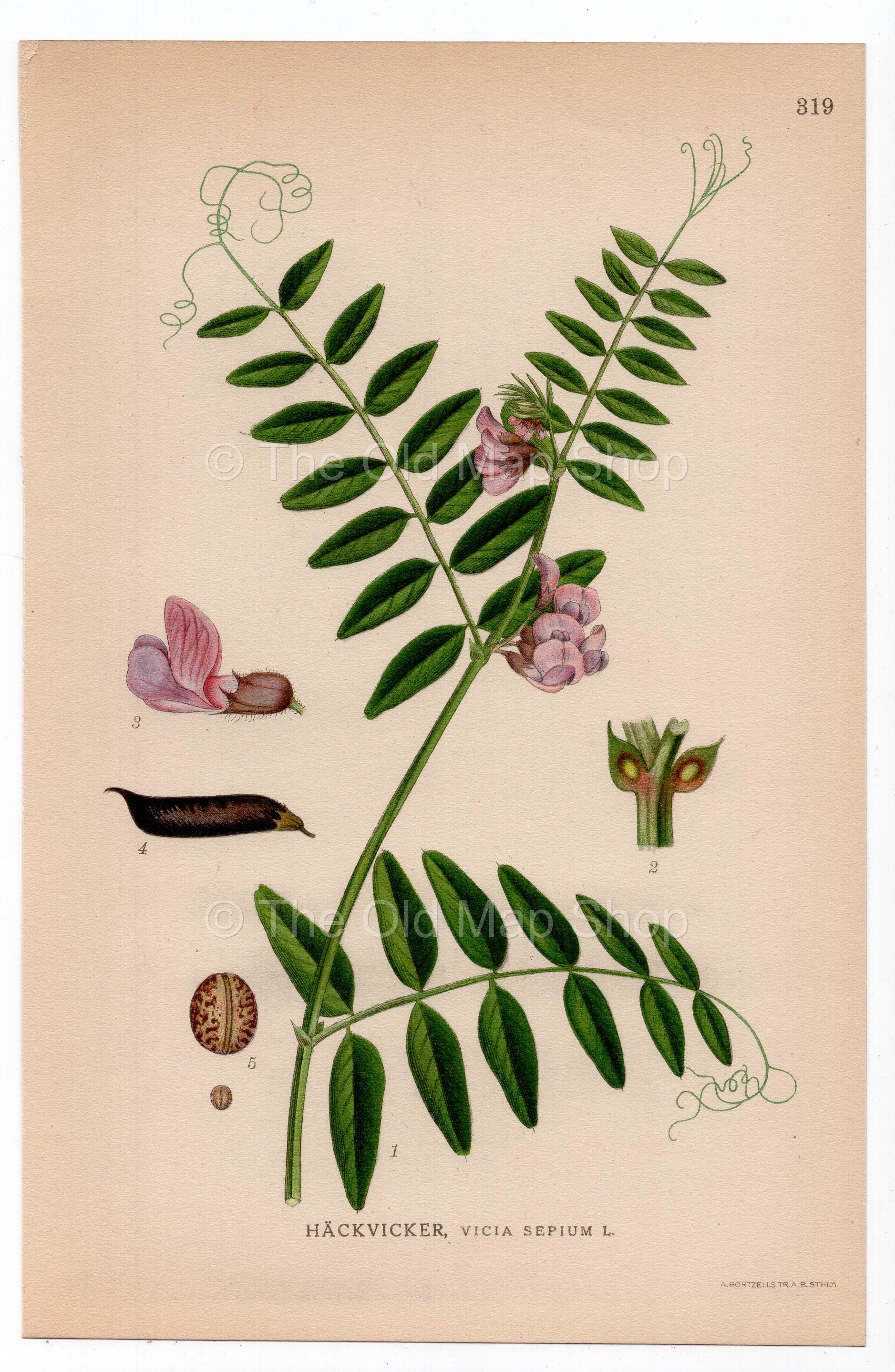 1926 Bush Vetch (Vicia sepium) botanical print by C. A. M. Lindman, Plate 319