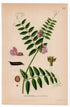 1926 Bush Vetch (Vicia sepium) botanical print by C. A. M. Lindman, Plate 319