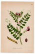 1926 Common Vetch, Garden Vetch, Tare (Vicia sativa) botanical print by C. A. M. Lindman, Plate 320