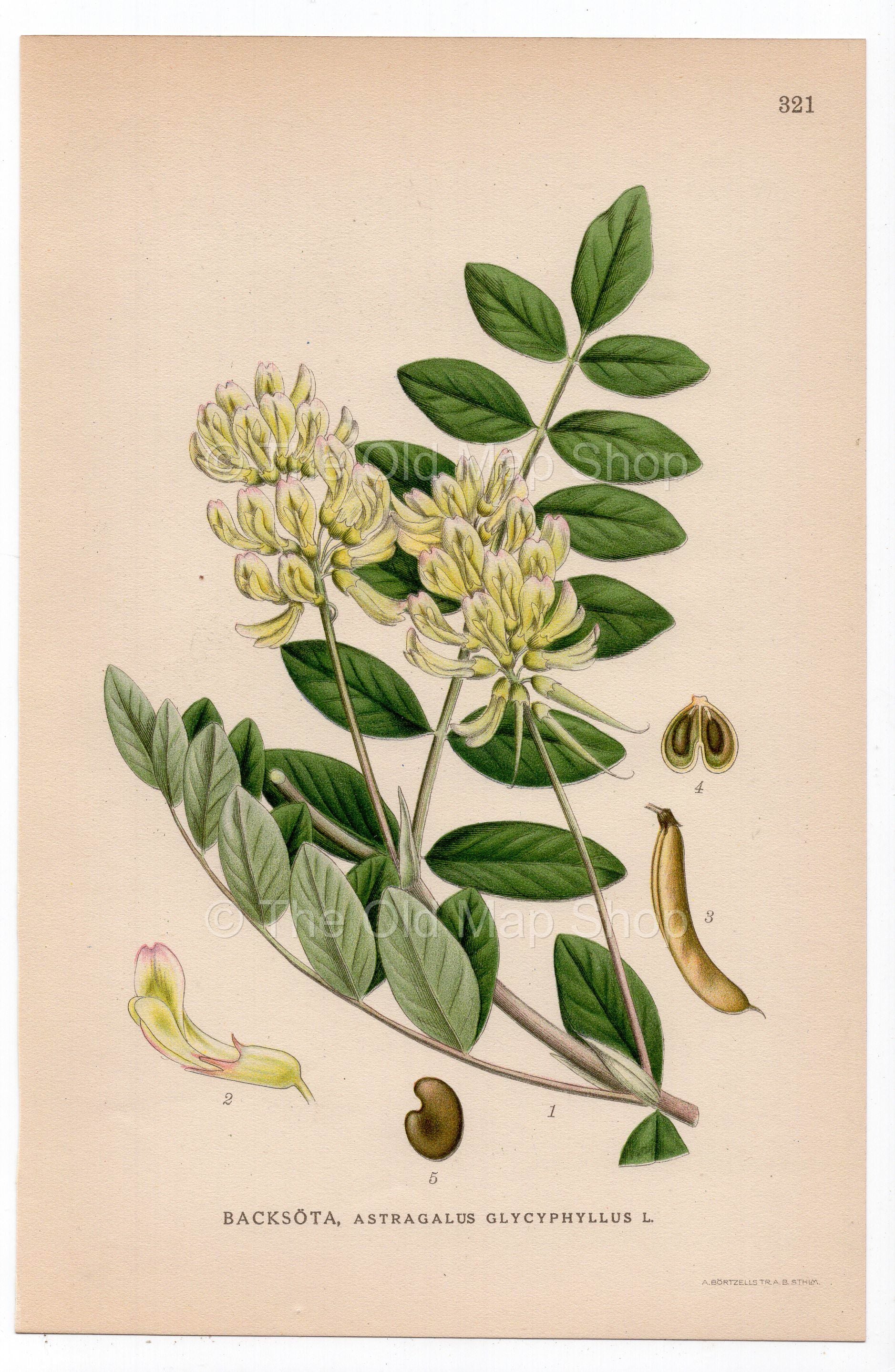 1926 Wild Liquorice, Wild Licorice (Astragalus glycyphyllos) botanical print by C. A. M. Lindman, Plate 321