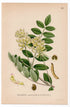 1926 Wild Liquorice, Wild Licorice (Astragalus glycyphyllos) botanical print by C. A. M. Lindman, Plate 321