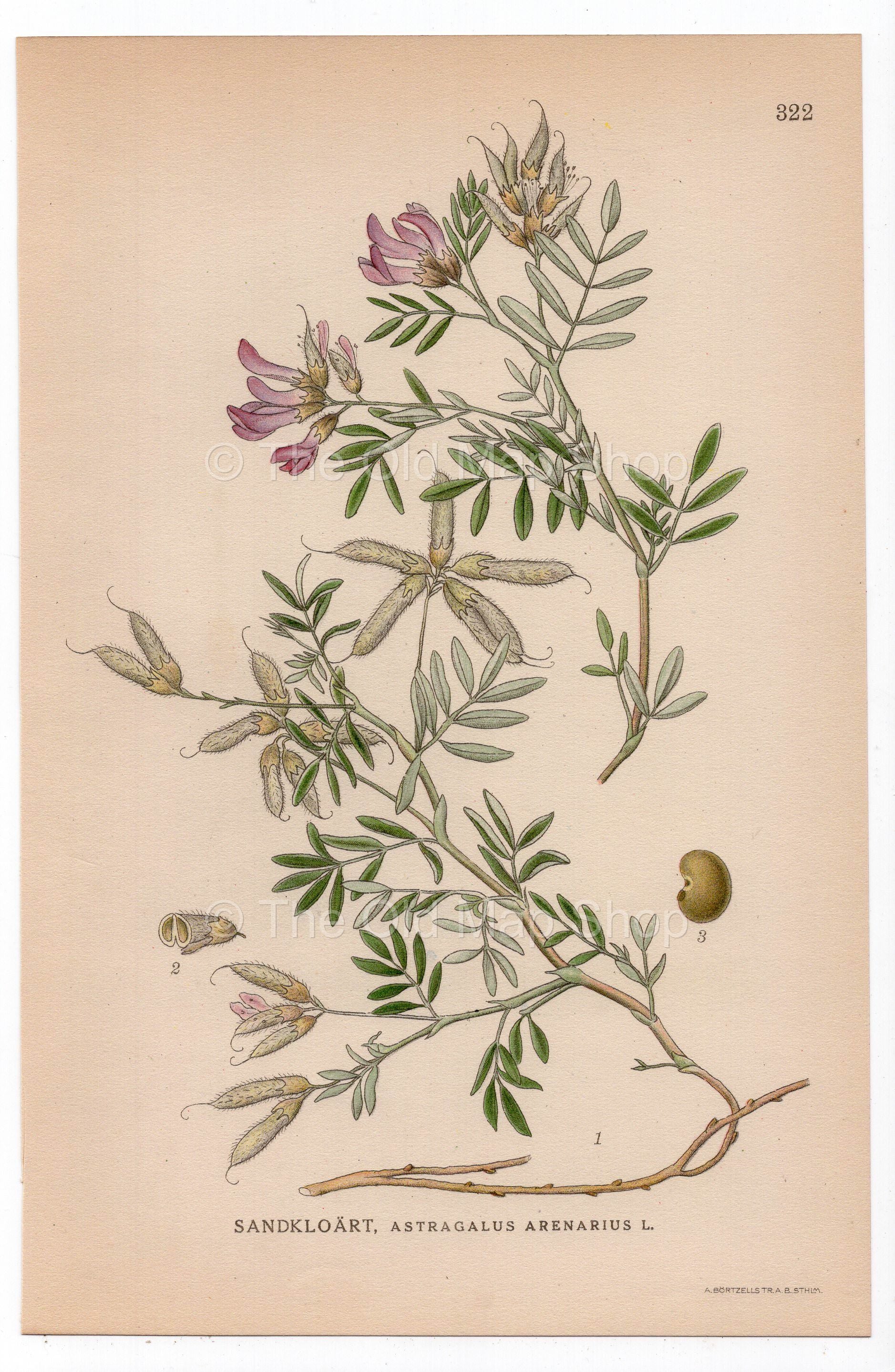 1926 Arenarious milk-vetch (Astragalus arenarius) botanical print by C. A. M. Lindman, Plate 322