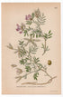 1926 Arenarious milk-vetch (Astragalus arenarius) botanical print by C. A. M. Lindman, Plate 322
