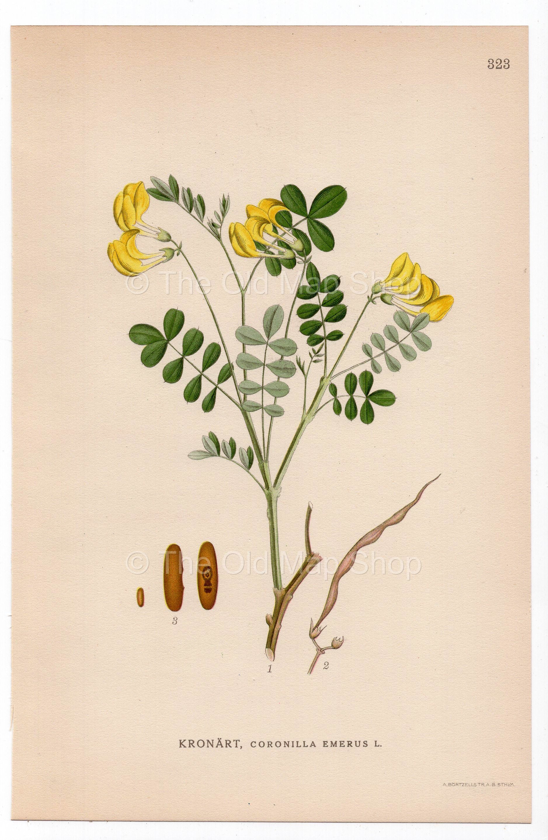 1926 Hippocrepis Emerus, Scorpion Senna (Coronilla emerus) botanical print by C. A. M. Lindman, Plate 323